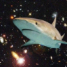 SpaceShark12385